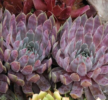 Saulrietenis 'Berry Blues'